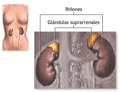 suprarrenales-obesidad-corticoides.gif